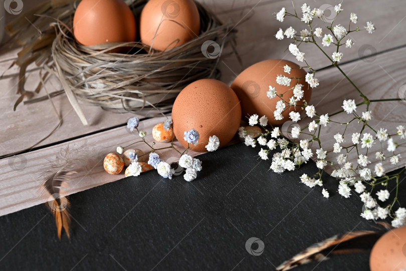 Скачать Создайте пасхальную композицию из пасхальных перепелиных яиц и цветов на белом деревянном фоне. Поздравительная открытка к празднику Пасхи.Вид сверху, расположение копии, плоская планировка. фотосток Ozero