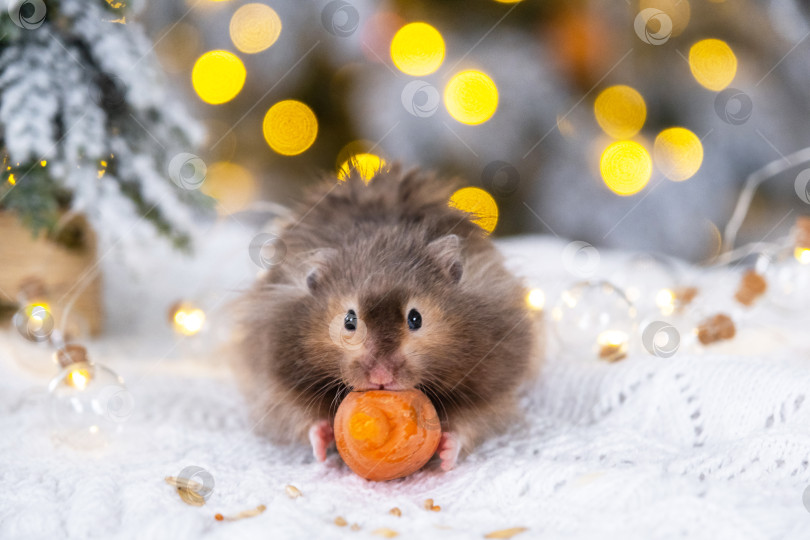Скачать Забавный лохматый пушистый хомячок грызет морковку на рождественском фоне с гирляндами и эффектом боке фотосток Ozero
