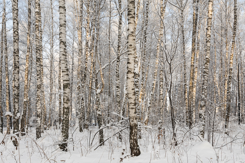 Скачать Заснеженные березы после сильного снегопада в зимнем лесу. Деревья в парке покрыты снегом. Заснеженные сосны в лесу. Красивый зимний пейзаж фотосток Ozero