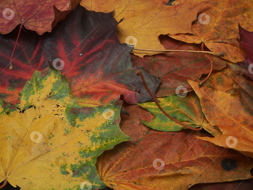 Скачать На земле лежат разноцветные опавшие осенние листья клёна. фотосток Ozero