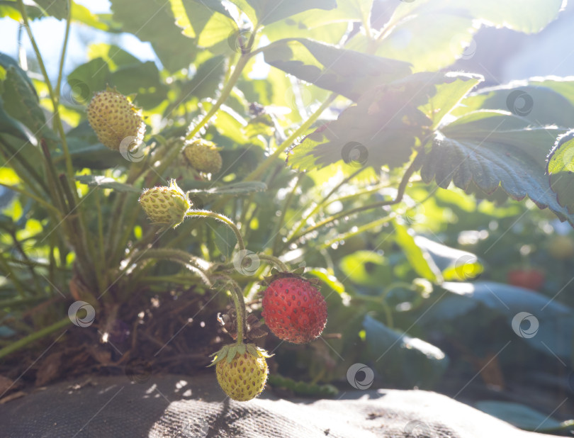 Скачать куст свежей красной и зеленой клубники на грядке под солнцем. фотосток Ozero