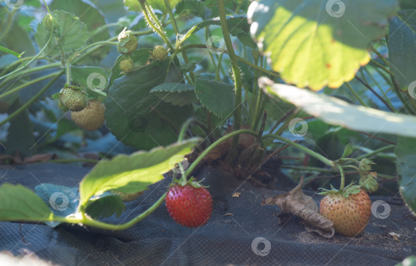 Скачать куст свежей красной и зеленой клубники на грядке на укрывном материале. фотосток Ozero