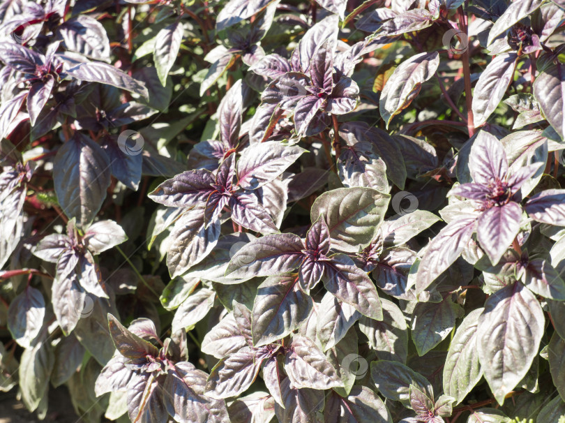 Скачать Базилик. Ocimum basilicum. Душистые травы, специи, травяной сад. Ароматические травы. Специи в естественной среде. Итальянская кухня. Кусты. Горизонтальная фотография фотосток Ozero