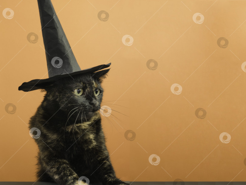 Скачать Забавный черный разноцветный кот в черной шляпе на тему ведьмы для Хэллоуина на оранжевом фоне с местом для текста. фотосток Ozero