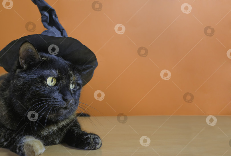 Скачать Симпатичный разноцветный кот в шляпе ведьмы на оранжевом фоне. Праздник Хэллоуин. фотосток Ozero