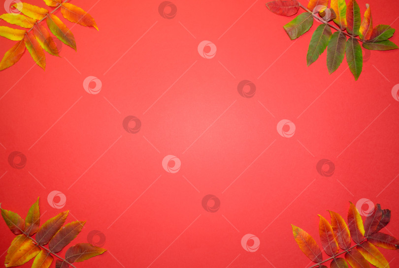 Скачать Красивые яркие осенние листья на красном бумажном фоне с пространством для копирования фотосток Ozero