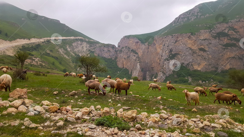 Скачать Стадо барашек в горной долине летом, Азербайджан фотосток Ozero