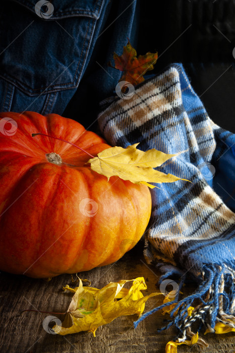Скачать Оранжевая тыква, желтые осенние листья и синий теплый клетчатый шарф на фоне синих джинсов на деревянном столе фотосток Ozero