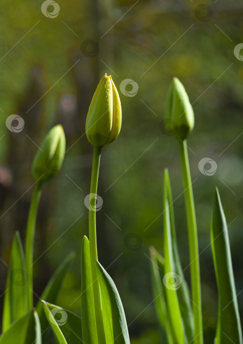 Скачать Три желтых тюльпана в бутонах фотосток Ozero