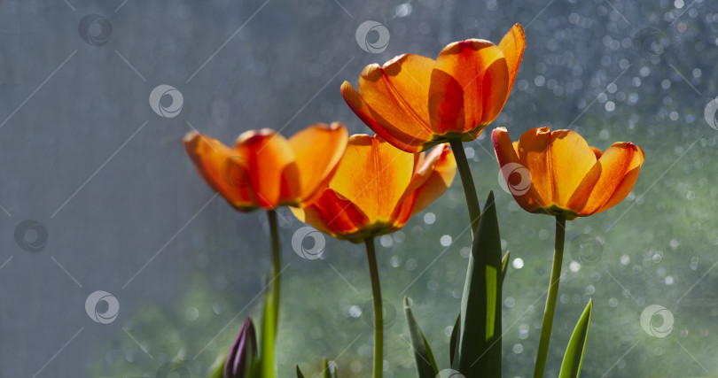 Скачать Оранжевые и желтые тюльпаны на сером фоне фотосток Ozero
