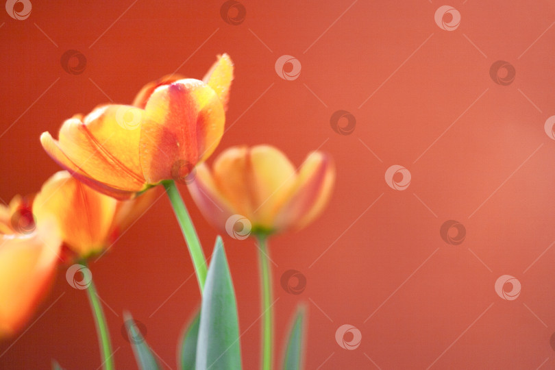 Скачать Оранжевые и желтые тюльпаны на оранжевом фоне фотосток Ozero