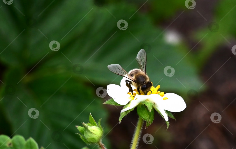 Скачать пчела на цветке крупным планом фотосток Ozero