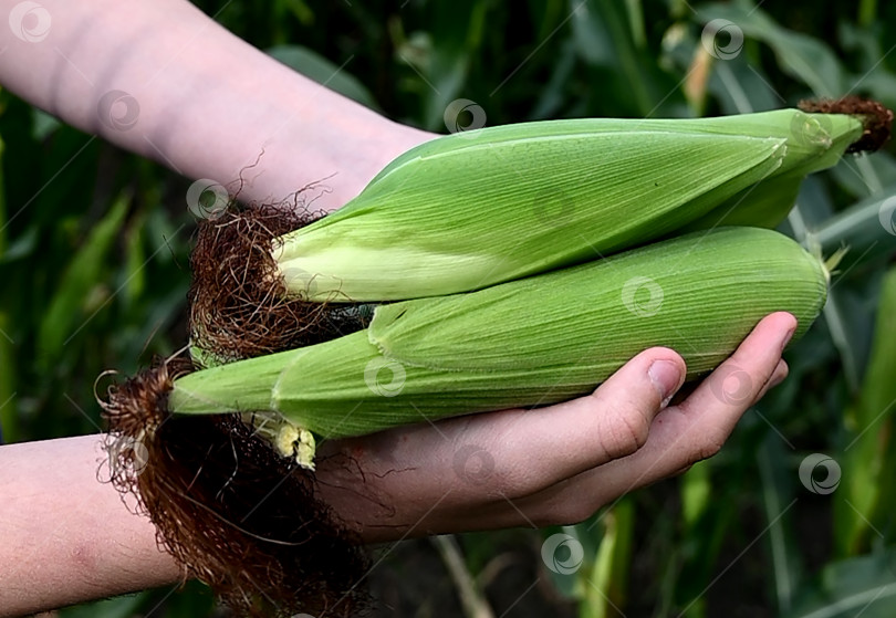 Скачать Крупный план зеленого очищенного от шелухи кукурузного початка в поле фотосток Ozero