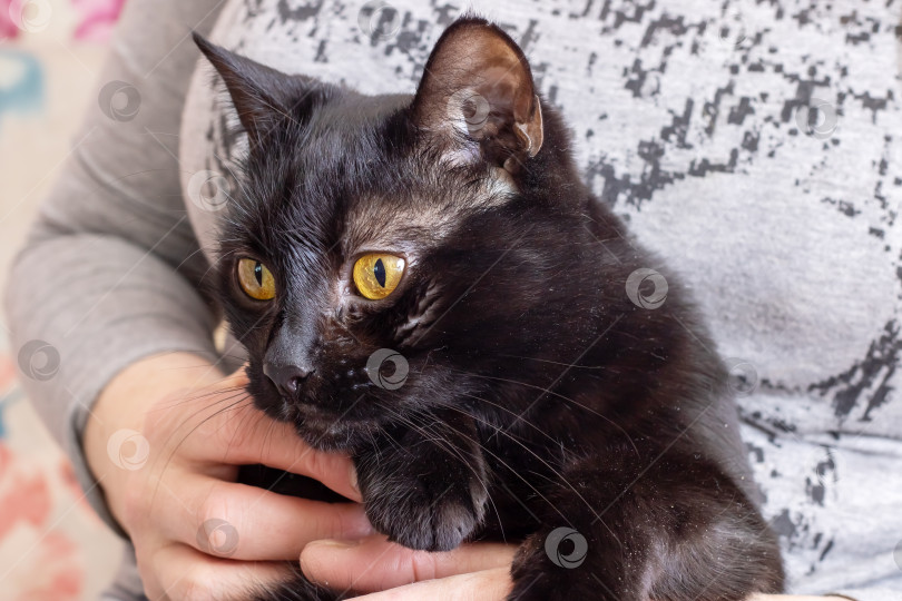 Скачать Черная кошка с человеческим выражением лица фотосток Ozero