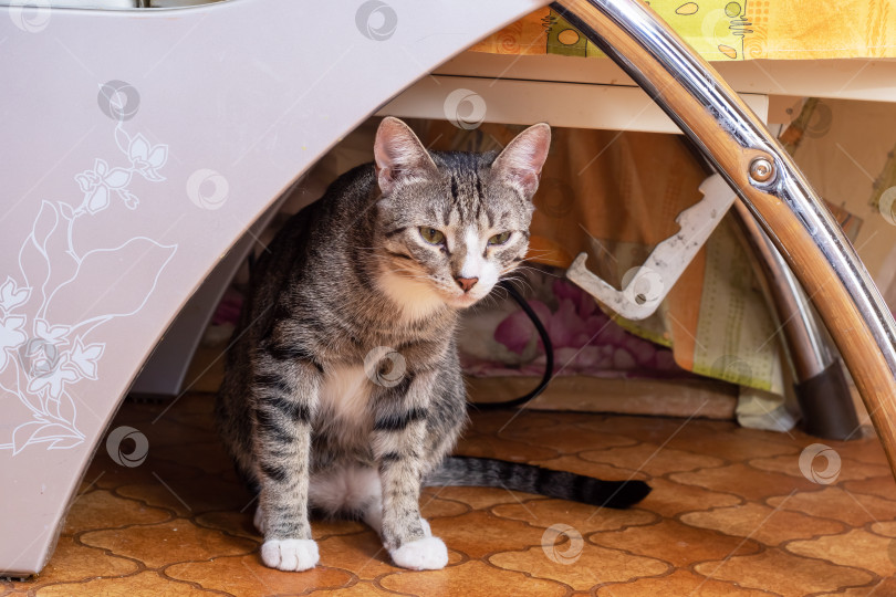 Скачать Серый котенок с любопытным взглядом крупным планом фотосток Ozero