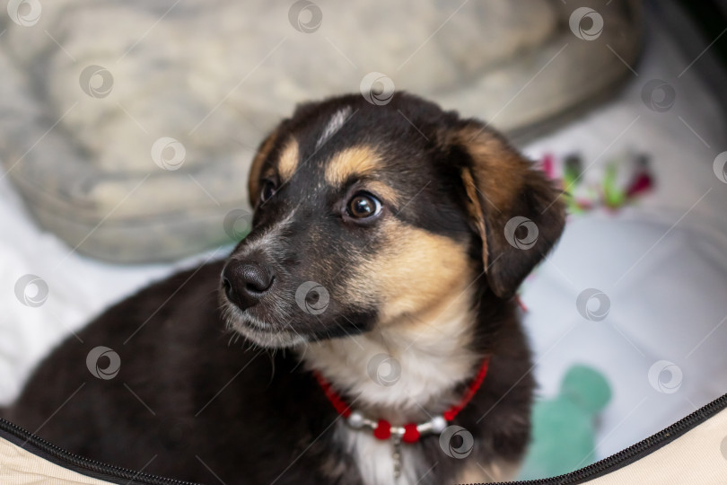 Скачать Маленький забавный коричневый щенок дома крупным планом фотосток Ozero