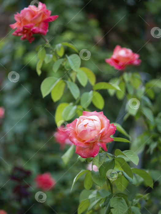 Скачать Розовый куст роз в саду, яркий свет заката, цветочный фон. Выборочный фокус. Шаблон для открытки, обложки или сообщения фотосток Ozero
