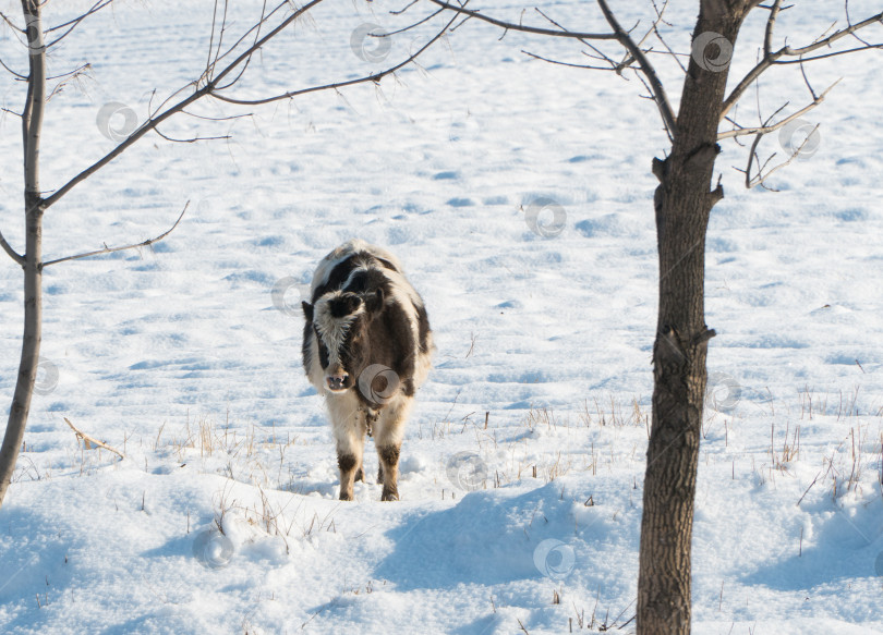 Скачать корова на снегу фотосток Ozero