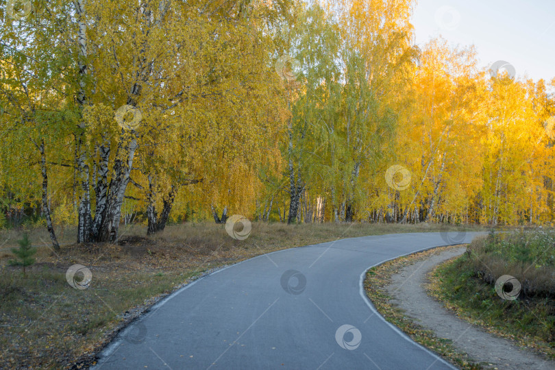 Скачать Дорожка в осеннем лесу фотосток Ozero