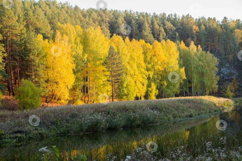 Скачать Осенний лес фотосток Ozero