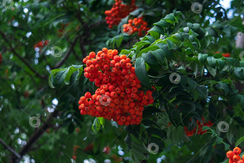 Скачать Ветка рябины с гроздью красных спелых ягод. Дерево Sorbus aucuparia крупным планом фотосток Ozero