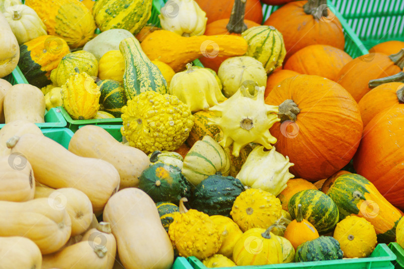 Скачать Яркий урожай: Овощное ассорти в корзинах. Продажа уродливых овощей фотосток Ozero