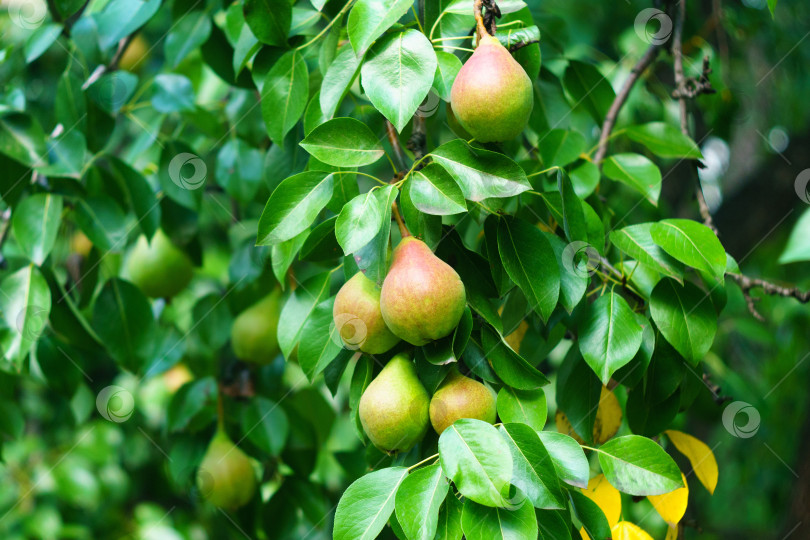 Скачать Вкусная сочная груша, висящая на ветке дерева в летнем фруктовом саду, как здоровая органическая концепция. фотосток Ozero
