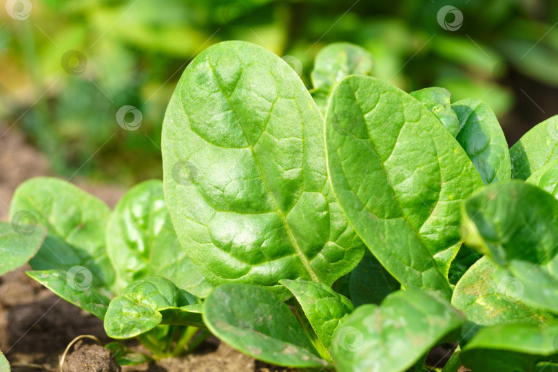 Скачать Собранные зеленые листья шпината, здоровая овощная пища для низкоуглеводной или обезжиренной диеты, концепция приготовления. фотосток Ozero