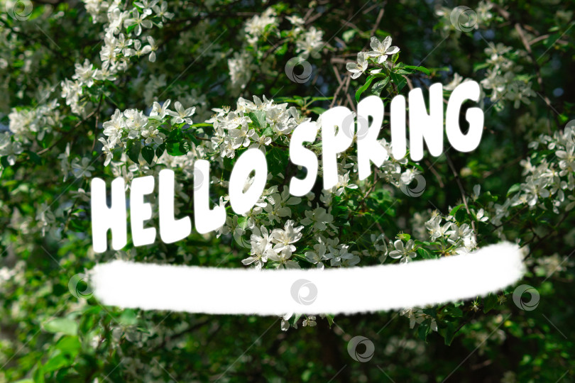 Скачать Здравствуй, весна, цветы, распускающиеся веточки. Начало сезона фотосток Ozero