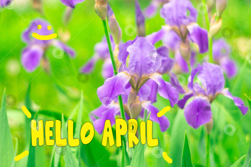 Скачать Текст "Привет, Апрель". Раскрасьте весенний фон с распускающимся цветком фотосток Ozero