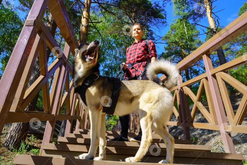 Скачать Женщина и собака на деревянной лестнице. Прогулка с домашними животными фотосток Ozero