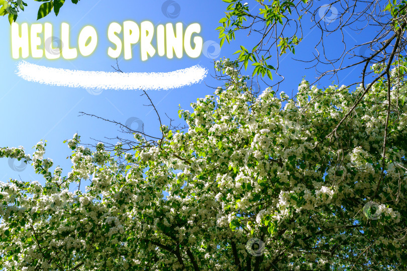 Скачать Весенний баннер. Здравствуй, Весна. Начало весеннего сезона. Цветущие яблони фотосток Ozero