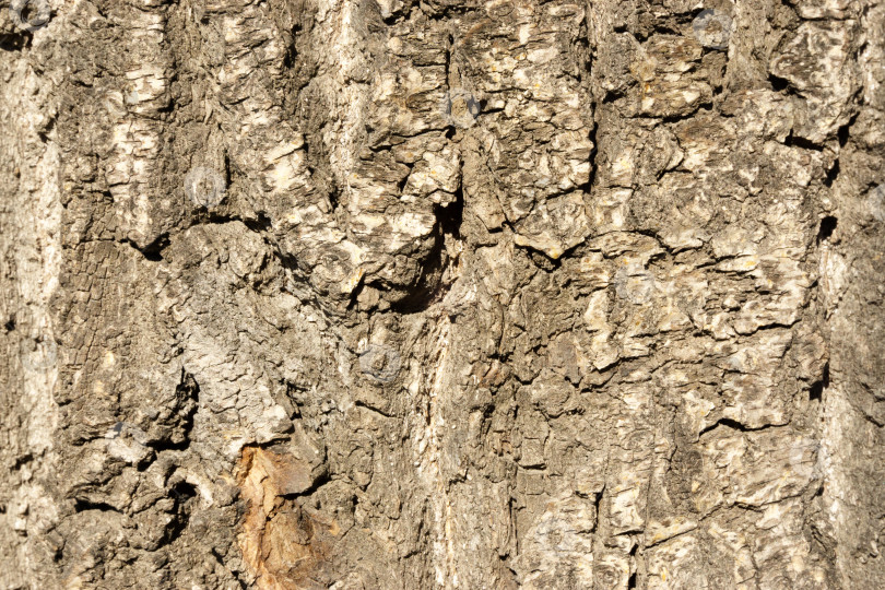 Скачать Текстура дерева. Фон - старые панели. Абстрактный фон, пустой шаблон. фотосток Ozero