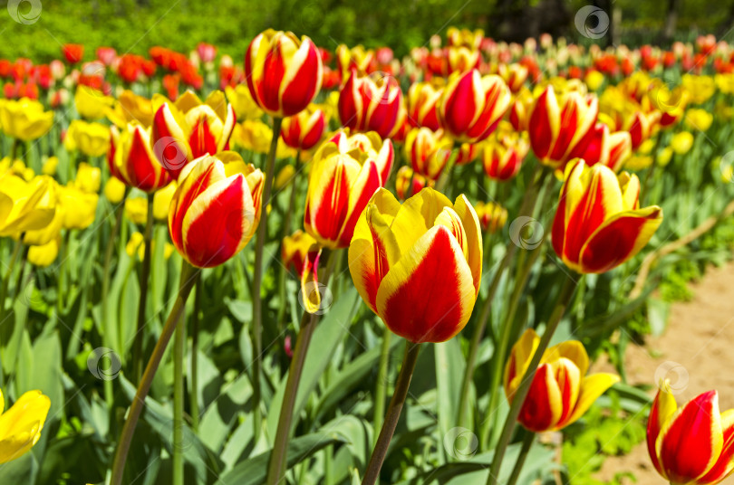 Скачать Красные и желтые тюльпаны. фотосток Ozero