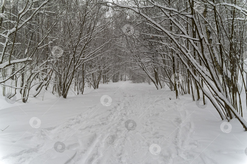 Скачать Тропинка в лесу после снегопада. Теплостановский лесопарк, Москва, Россия. Пасмурный день в начале декабря. фотосток Ozero