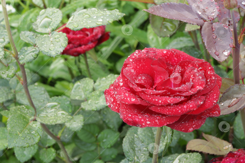 Скачать красная роза в каплях после дождя фотосток Ozero