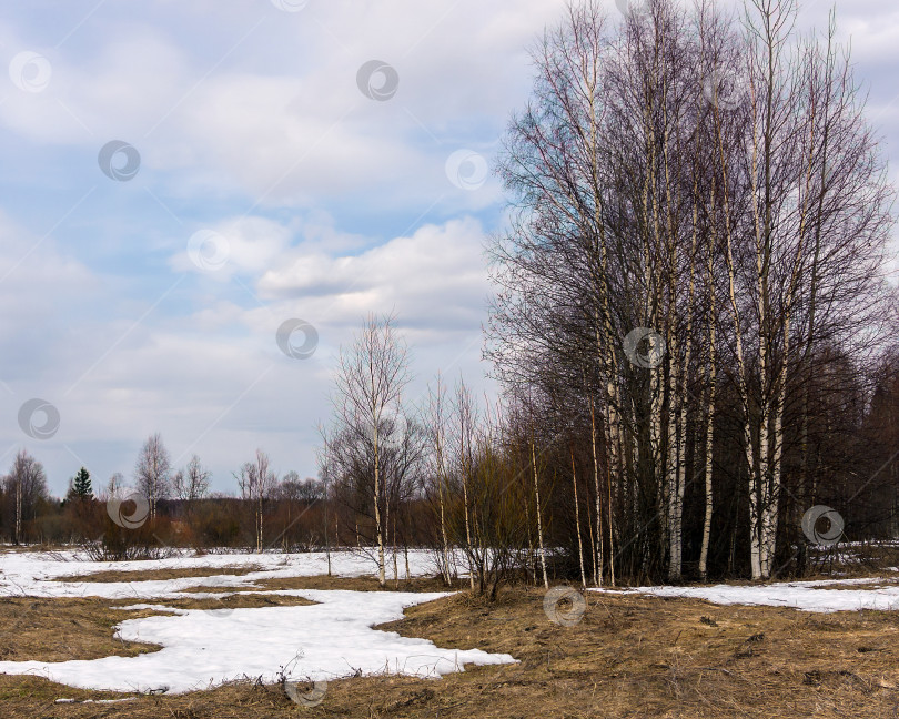 Скачать Сейчас ранняя весна, снег на поляне еще не растаял. По краю растут лиственные и хвойные деревья. фотосток Ozero