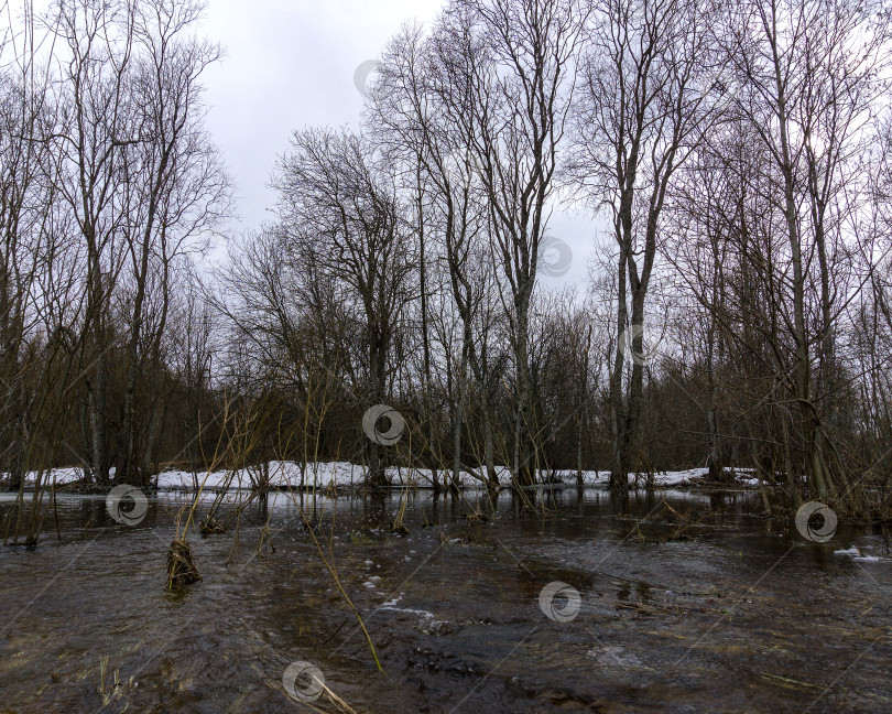 Скачать Ранней весной река вышла из берегов и затопила лес. Наводнение. фотосток Ozero