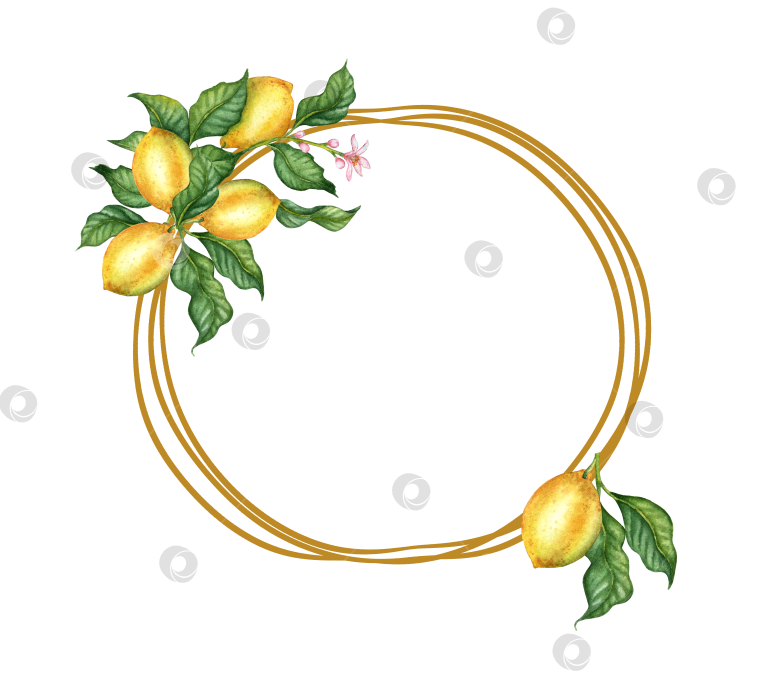 Скачать Круглая рамка из спелых лимонов с акварельными листьями фотосток Ozero