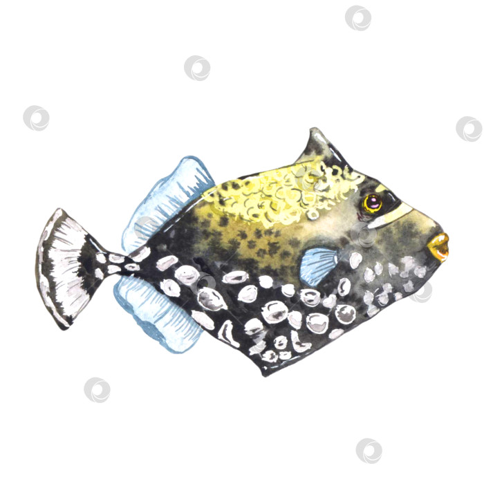 Скачать Желтая рыбка с текстурными точками. Акварельная иллюстрация, выделенная на белом фоне фотосток Ozero