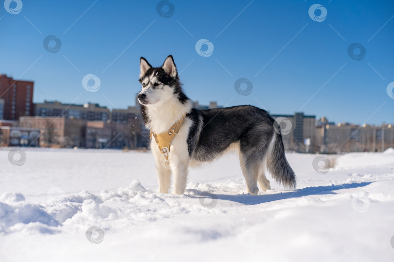 Скачать Хаски на зимней прогулки фотосток Ozero