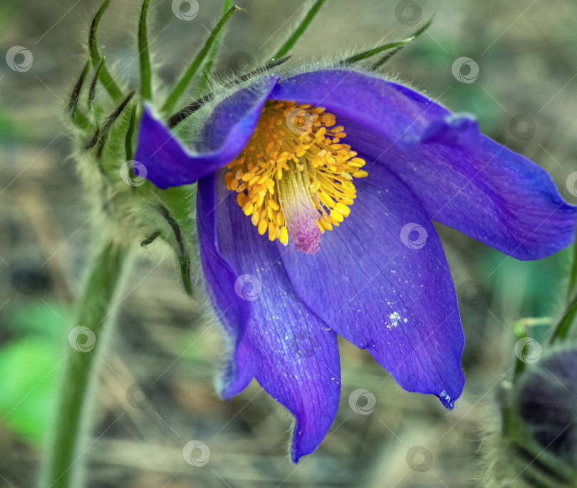 Скачать Голубой цветок Pulsatilla patens крупным планом на зеленом фоне. Головка цветка наклонена. Весенний цветочный фон с подснежником. фотосток Ozero