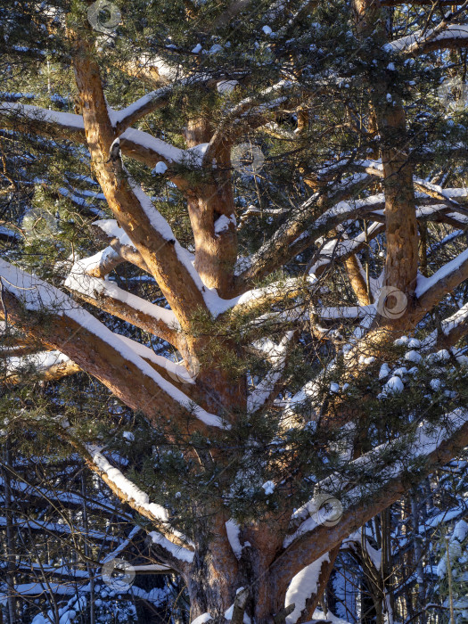Скачать Ветви сосны покрыты снегом и освещены солнцем. Мощный ствол и толстые ветви дерева выглядят красиво. Естественный зимний фон с сосной. фотосток Ozero