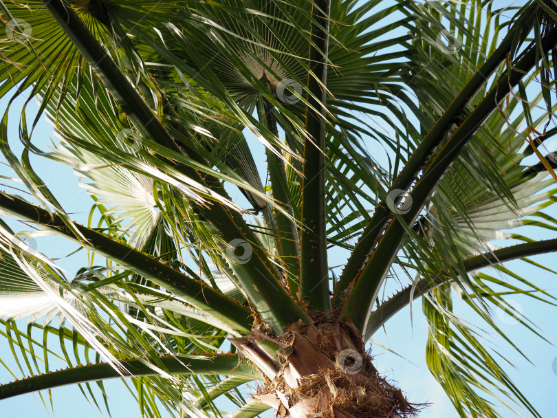 Скачать Верхушка пальмы расположена по диагонали на фоне голубого неба. Естественный спокойный фон с пальмовыми листьями крупным планом. фотосток Ozero