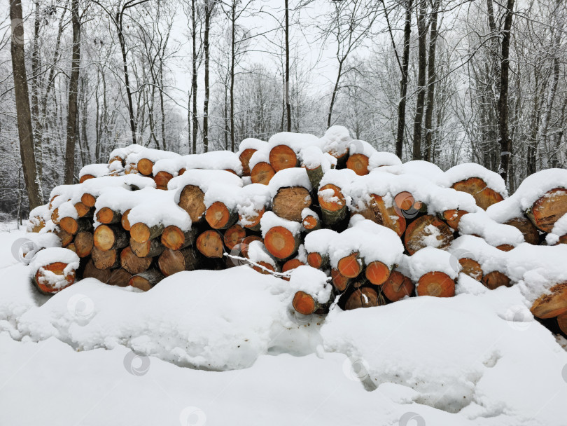Скачать Дрова под снегом. Деревянные поленья и дрова для костра под снегом в зимнем лесу. фотосток Ozero