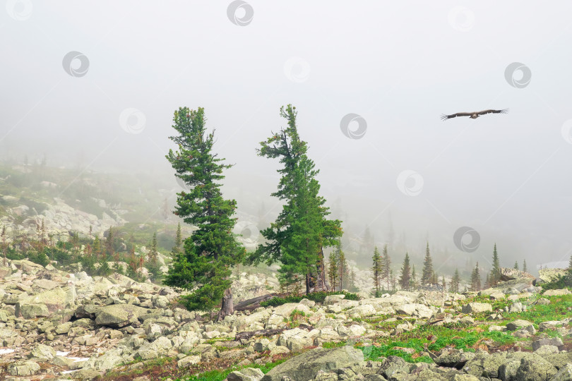 Скачать Вековые кедры на солнечной каменистой поляне в туманной дымке. Впечатляющая сибирская природа Западных Саян. фотосток Ozero