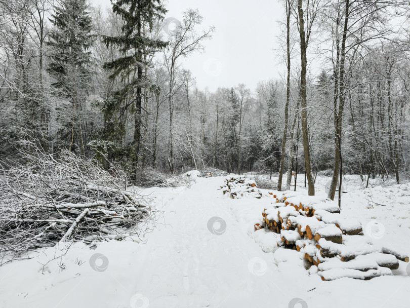 Скачать Зимний заснеженный лес. Заготовка дров, обрезка деревьев. фотосток Ozero