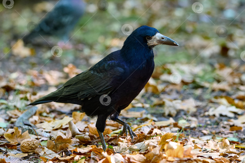 Скачать Ворона-падальщик (Corvus corone) черная птица, сидящая на ветке и смотрящая в камеру фотосток Ozero