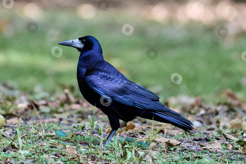 Скачать Ворона-падальщик (Corvus corone) черная птица, сидящая на ветке и смотрящая в камеру фотосток Ozero