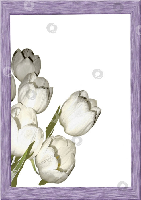 Скачать Абстрактный фон, открытка, белые тюльпаны на белом фоне в рамке фотосток Ozero